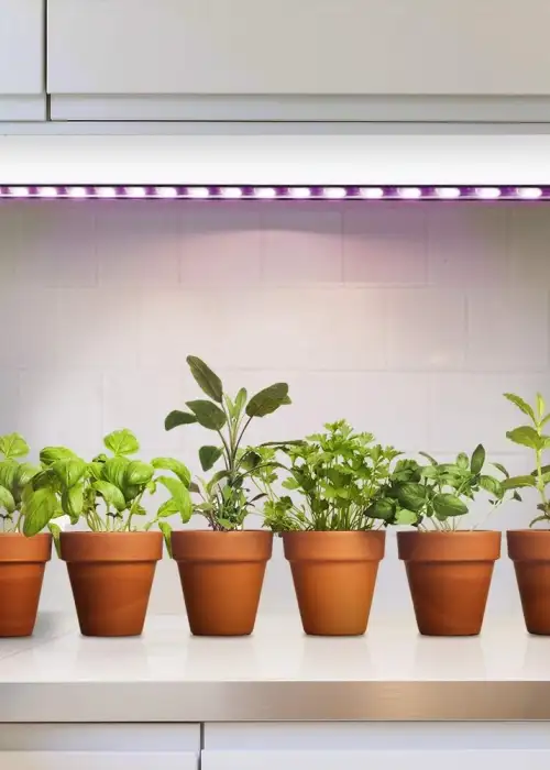 48 Inch 240 Watt Full Spectrum LED