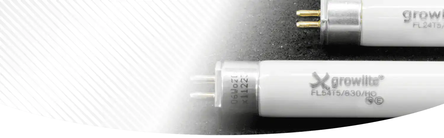 T5 Fluorescent