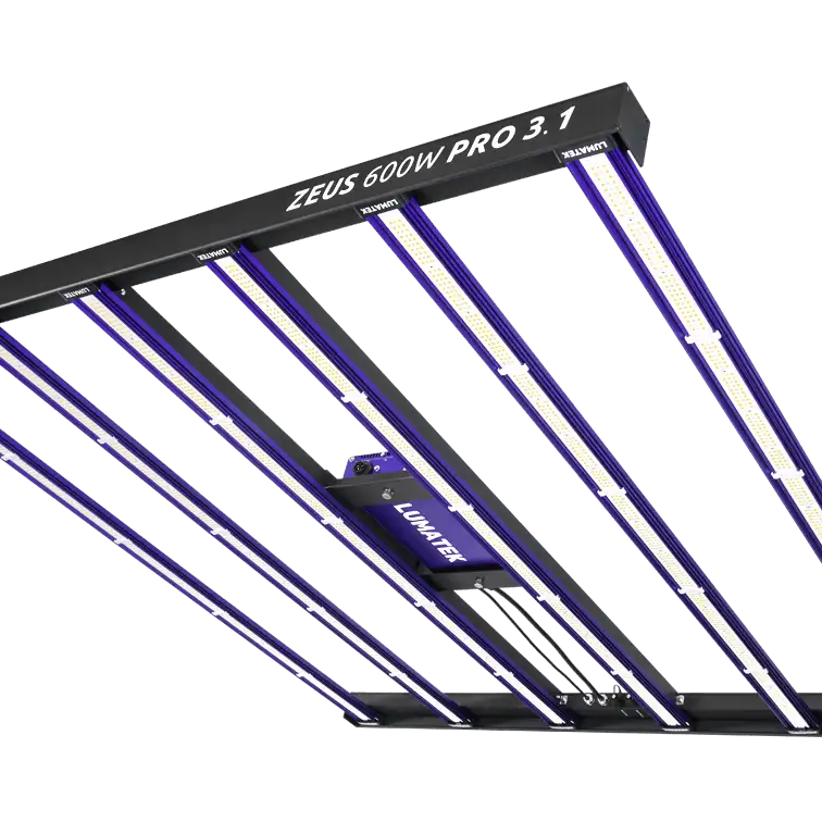 Zeus 600W PRO 3.1