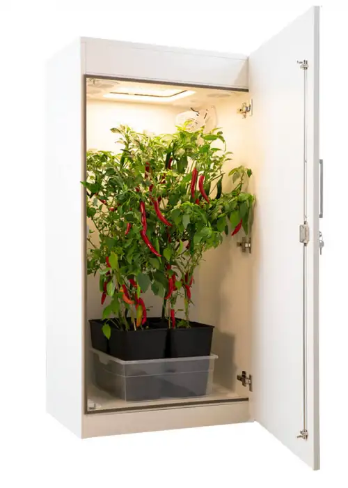 urban Chili light