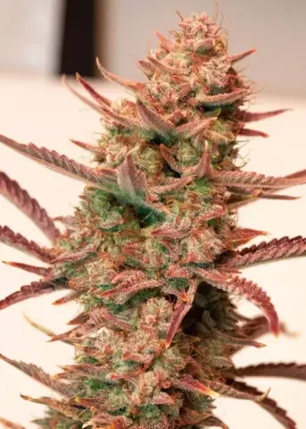Auto Banana Blaze cannabis strain by Dutch Passion