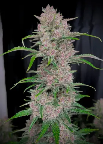 Banana Purple Punch Auto cannabis strain by Fast Buds