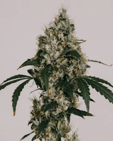 Bruce Banner cannabis strain by ILGM
