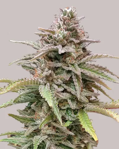 Critical Mass cannabis strain by ILGM
