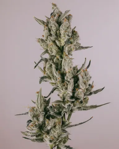 Zkittlez cannabis strain by ILGM