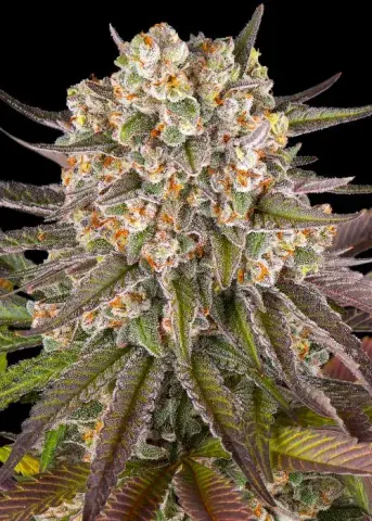 Limoncello cannabis strain by Barney's Farm