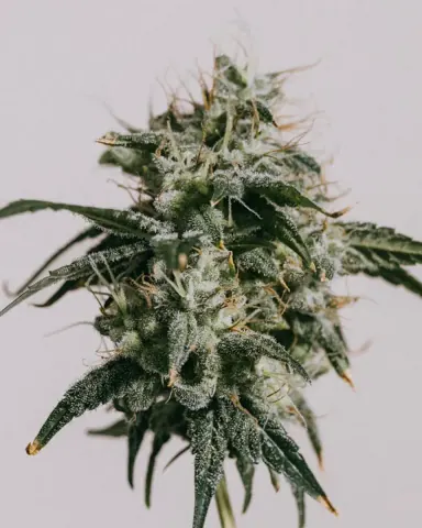 Mimosa cannabis strain by ILGM