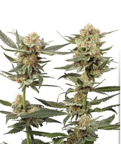 Ortega Indica cannabis strain by Dutch Passion