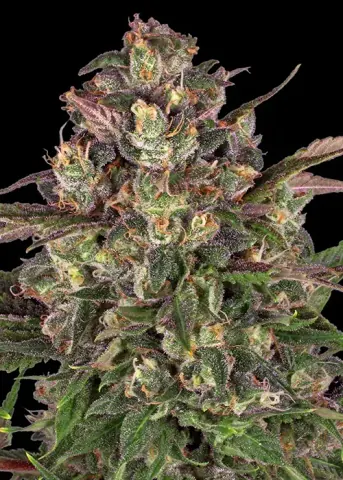Peyote Critical cannabis strain by Barney's Farm