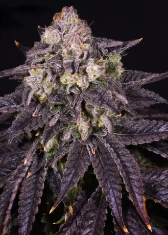Purple Mountain Majesty cannabis strain by Humboldt Seed Company