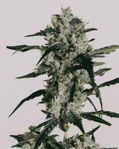 Sour Diesel cannabis strain by ILGM