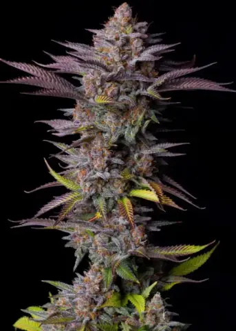 Tropicana Cookies FF cannabis strain by Fast Buds