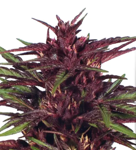 Twilight cannabis strain by Dutch Passion