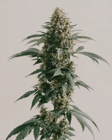 White Runtz cannabis strain by ILGM