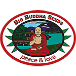 Big Buddha Seeds