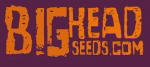 Big Head Seeds