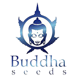 Buddha Seeds