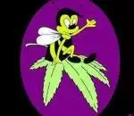 Pollen Nation Elite Genetics