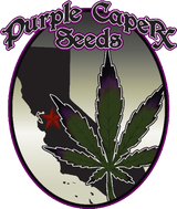 Purple Caper Seeds