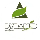 Pyramid Seeds