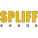 Spliff Seeds