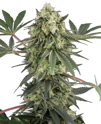 Acai Bacio Feminized by Sensi Seeds, Photoperiod cannabis strain