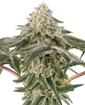 Black Lily Feminized by Sensi Seeds, Photoperiod cannabis strain