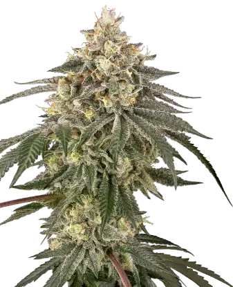 Cherry Gas Feminized by Sensi Seeds, Photoperiod cannabis strain