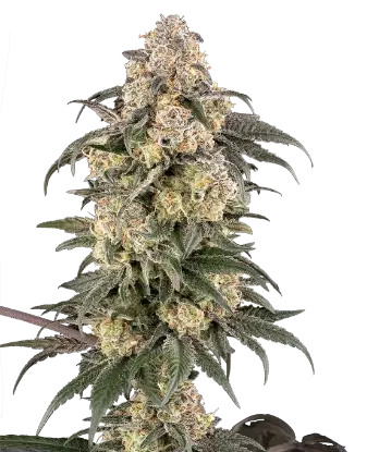 Chocolate Bananza Feminized by Sensi Seeds, Photoperiod cannabis strain