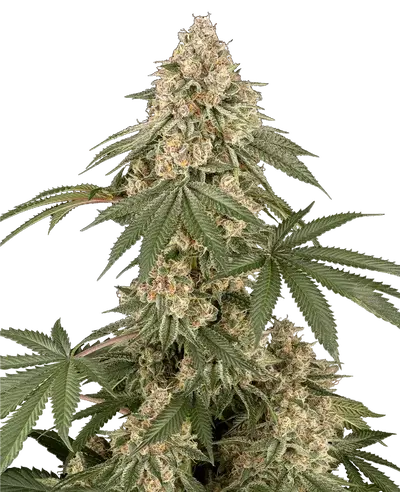 Dolce Peccato Feminized by Sensi Seeds, Photoperiod cannabis strain
