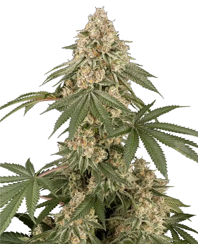 Dolce Peccato Feminized by Sensi Seeds, Photoperiod cannabis strain