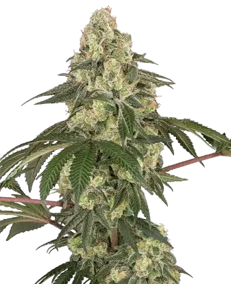 Dragon Milk Feminized by Sensi Seeds, Photoperiod cannabis strain
