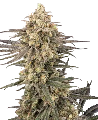 Frosted Grapes XXL Feminized by Sensi Seeds, Photoperiod cannabis strain