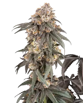 Gasoline Sherblato Feminized by Sensi Seeds, Photoperiod cannabis strain