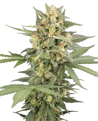 Head Knock Automatic cannabis strain