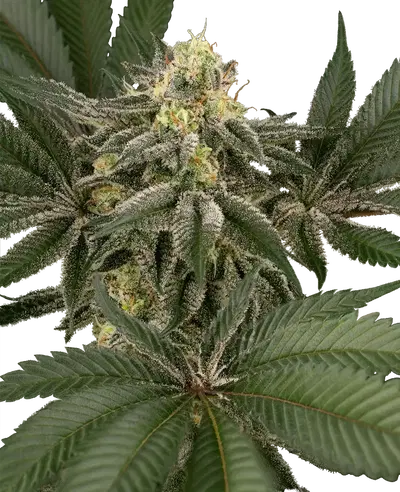 Hollywood Venom Feminized by Sensi Seeds, Photoperiod cannabis strain