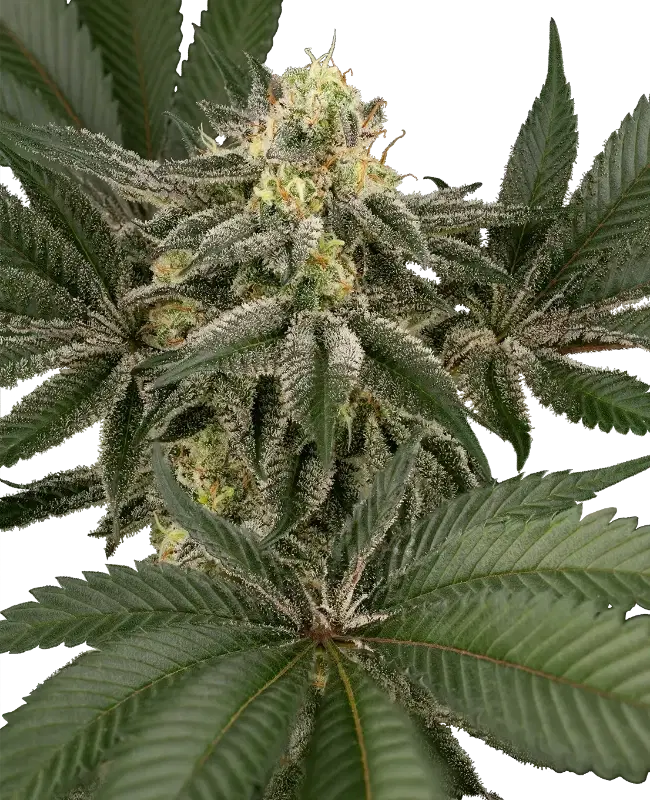 Hollywood Venom Feminized by Sensi Seeds, Photoperiod cannabis strain