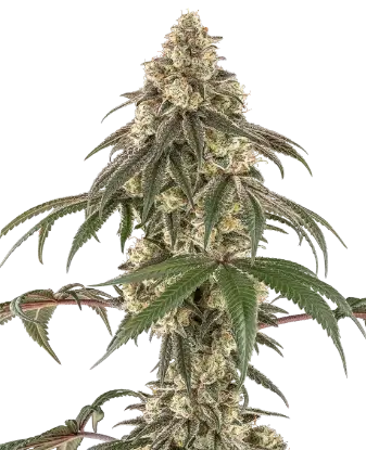 Honey Pot Feminized by Sensi Seeds, Photoperiod cannabis strain