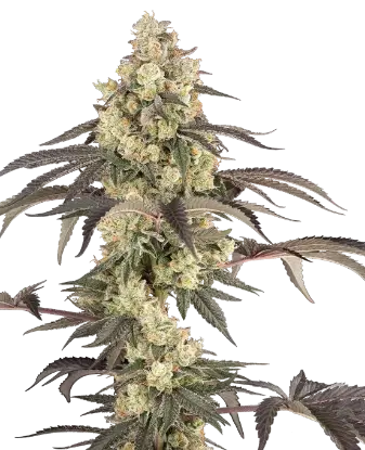 Jealousy Glaze Feminized by Sensi Seeds, Photoperiod cannabis strain