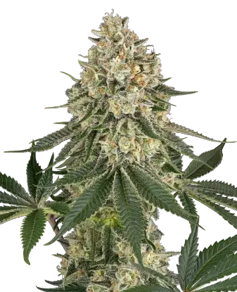 Papaya Spritzer Feminized by Sensi Seeds, Photoperiod cannabis strain