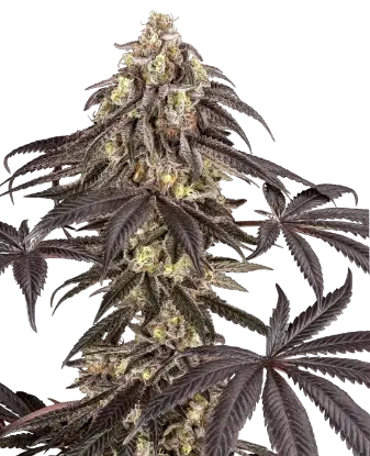 Pomegranate Rain Feminized by Sensi Seeds, Photoperiod cannabis strain