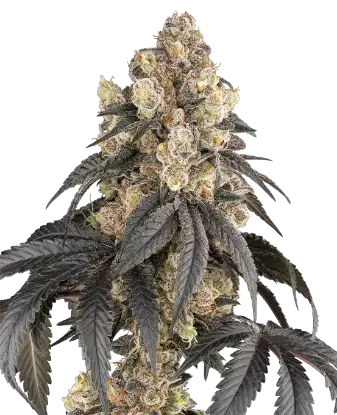Purple Panties Feminized by Sensi Seeds, Photoperiod cannabis strain