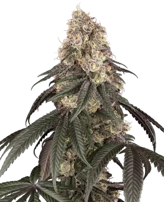 Red Bottoms Feminized by Sensi Seeds, Photoperiod cannabis strain