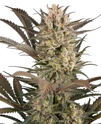 Sour Jam Automatic cannabis strain