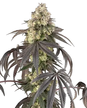 Sour Sherb Feminized by Sensi Seeds, Photoperiod cannabis strain
