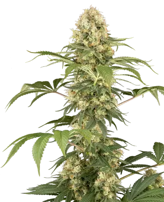 Super Berry Poundcake by Sensi Seeds, Photoperiod cannabis strain