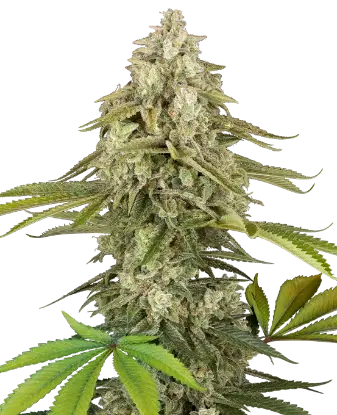 Tangie Jungle Juice Feminized by Sensi Seeds, Photoperiod cannabis strain