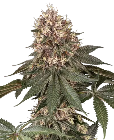 Tsarina Feminized by Sensi Seeds, Photoperiod cannabis strain