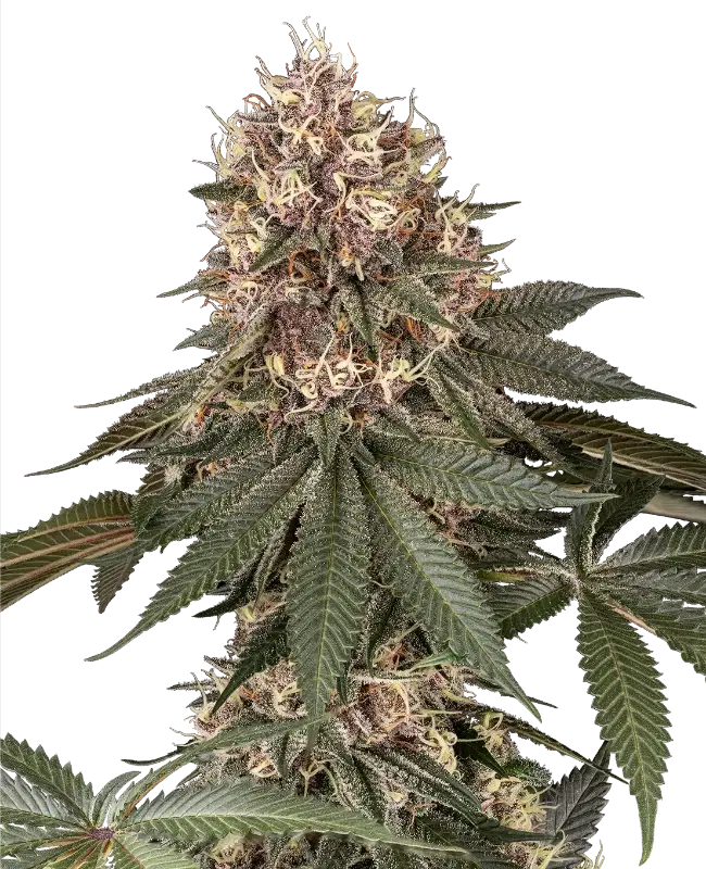 Tsarina Feminized by Sensi Seeds, Photoperiod cannabis strain