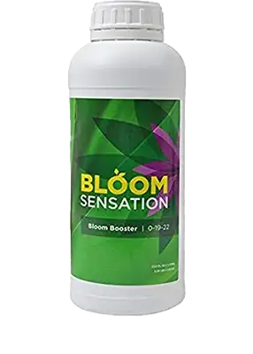 Bloom Sensation